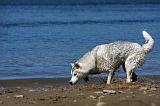SIBERIAN HUSKY 563